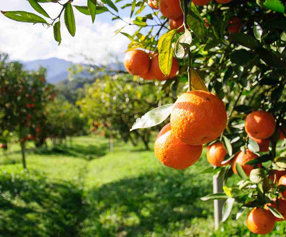 Unsurprisingly, they taste of freshly picked fruit!